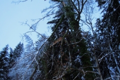 Einsatz 15.12.2017 - Baum Lässer (4)