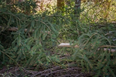 k-Maibaumfest-2015-043