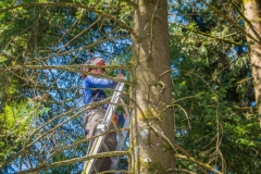 k-Maibaumfest-2015-050
