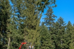 k-Maibaumfest-2015-093