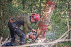Maibaumfest_2018-30